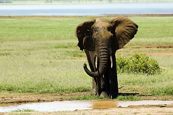 포토 JPG 해외이미지 동물 커플 공원 호수 야생동물 여행 백그라운드 포유류 아프리카 자연 엄마 코끼리 풍경 사람없음 초록색 물 평화 환경 산책 황무지 큼 사파리 귀 케냐 내추럴 마사이족 사바나 세렝게티 전국 탄자니아 해외202004 해외포토 자연요소 공공시설 나라 컬러 컨셉 가족 관계 휴식 신체부위 크기 생태계 파일형식 이미지허브