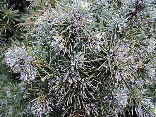 포토 JPG 해외이미지 나무 식물 자연 사람없음 가을 나뭇가지 이슬 침엽수 해외202004 해외포토 계절 생태계 파일형식 이미지허브