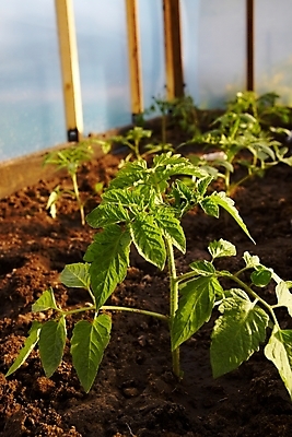 포토 JPG 해외이미지 식물 꽃 토마토 채소 사람없음 초록색 노란색 정원 봄 냄비 작음 케첩 원예 찌르기 온실 해외202004 해외포토 계절 컬러 모션 취미 소스_음식 솥 크기 파일형식 이미지허브
