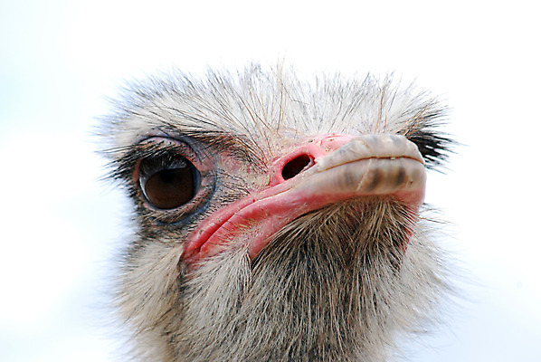 포토 JPG 해외이미지 동물 응시 야생동물 모래 자연 조류 사람없음 머리 닫기 깃털 호기심 부리 목 타조 동물상 해외202004 해외포토 시선 감정 컨셉 모션 신체부위 조형물 생태계 파일형식 이미지허브