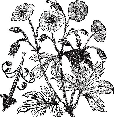 EPS 해외이미지 식물 디자인 꽃 줄기 잎 꽃무늬 농업 일러스트 자연 미술 목재 초록색 약 검은색 수확 골동품 흰색 점 약초 그림 유기농 뿌리 판화 내추럴 고립 영원 옛날 제라늄 차단 해외202004 해외일러스트 나무 웰빙 산업 컬러 무늬 재료 의학 문화예술 풀_식물 생태계 파일형식 벡터 이미지허브