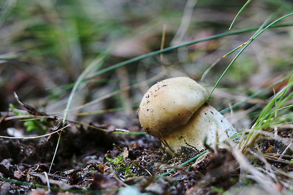 포토 JPG 해외이미지 식물 계절 음식 다이어트 채소 재료 자연 건강 3 이끼 요리 사람없음 목재 초록색 여름 갈색 맑음 식사 버섯 성장 가을 흰색 신선 그룹 숲 유기농 내추럴 곰팡이 그물버섯 식용 채식주의자 캡모자 많음 해외202004 해외포토 나무 모자_잡화 웰빙 컬러 컨셉 날씨 생태계 채식 파일형식 이미지허브