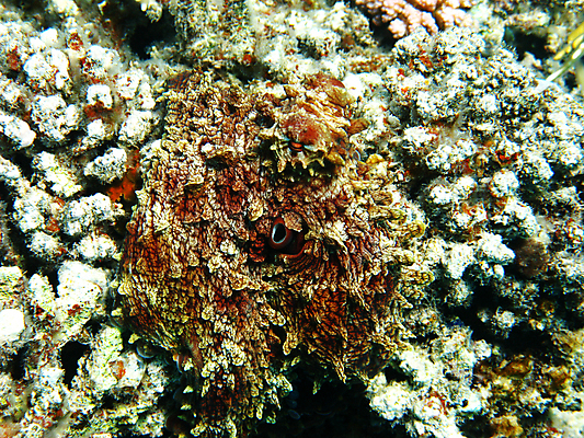 포토 JPG 해외이미지 동물 야생동물 바다 아프리카 자연 휴가 휴식 바닥 이집트 사람없음 물 여름 수중 스노클링 산호 다이빙 문어 암초 팔 발견 깊이 동물상 이국적 해외202004 해외포토 자연요소 계절 나라 컨셉 연체동물 신체부위 조형물 수영 수중동물 수상스포츠 자포동물 생태계 수중스포츠 파일형식 이미지허브