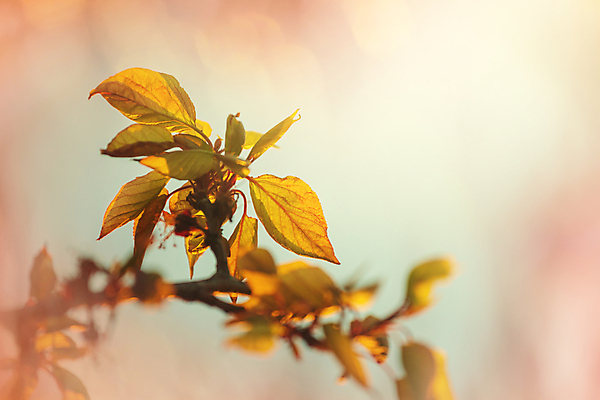 포토 JPG 해외이미지 식물 문화 백그라운드 컨셉 잎 꽃무늬 농업 채소 자연 추상 사람없음 초록색 태양 농장 새싹 우주 환경 정원 맑음 봄 성장 나뭇가지 신선 허브 원예 질감 내추럴 광합성 모종 밭일 생태학 세련 해외202004 해외포토 자연요소 나무 계절 교육 꽃 산업 컬러 무늬 날씨 취미 생태계 파일형식 이미지허브