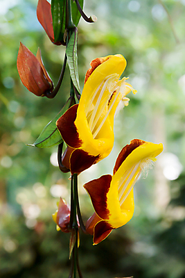 포토 JPG 해외이미지 식물 꽃잎 꽃 벽 분홍색 잎 자연 사람없음 야외 초록색 컬러풀 정원 보라색 성장 벚꽃 가을 유기농 원예 포도나무 내추럴 많음 해외202004 해외포토 웰빙 계절 컬러 컨셉 취미 과일나무 생태계 파일형식 이미지허브