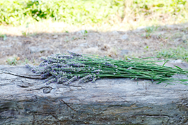 포토 JPG 해외이미지 식물 꽃잎 꽃 줄기 꽃다발 백그라운드 잎 꽃무늬 자연 표면 사람없음 목재 초록색 정원 여러개 봄 나뭇가지 신선 우아함 다발 배열 꽃집 유기농 원예 향기 부드러움 S 라벤더 옛날 해외202004 해외포토 나무 웰빙 알파벳 계절 컬러 다수 컨셉 무늬 재료 취미 상점 감각 허브 생태계 냄새 파일형식 이미지허브