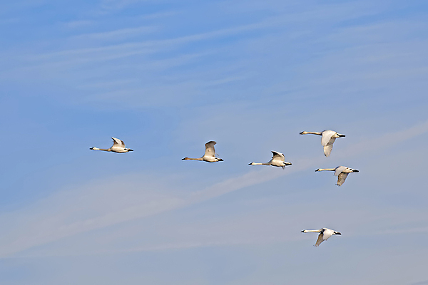 포토 JPG 해외이미지 동물 야생동물 이동 겨울 날개 자연 조류 하늘 사람없음 야외 파란색 흰색 행운 그룹 우아함 북극 백조 물새 철새 해외202004 해외포토 계절 컬러 컨셉 극지방 생태계 파일형식 이미지허브