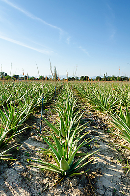 포토 JPG 해외이미지 식물 꽃 잎 밭 농업 자연 하늘 거리 풍경 사람없음 야외 초록색 파란색 농작물 농장 흙 수확 성장 신선 그룹 약초 허브 날것 알로에 줄서기 많음 세련 해외202004 해외포토 산업 컬러 컨셉 모션 풀_식물 생태계 파일형식 이미지허브