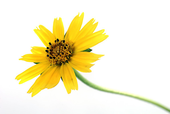 포토 JPG 해외이미지 꽃잎 꽃 잎 국화 사람없음 정원 봄 벚꽃 흰배경 원예 데이지 내추럴 해외202004 해외포토 식물 계절 백그라운드 취미 흰색 파일형식 이미지허브