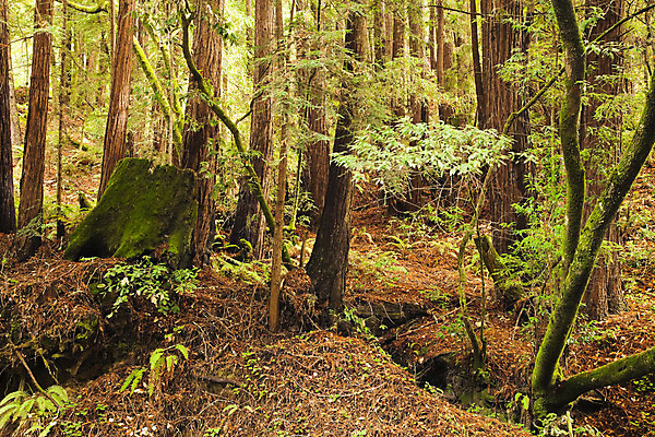 포토 JPG 해외이미지 나무 식물 공원 낙엽 자연 그림자 이끼 서기 풍경 사람없음 초록색 여름 환경 맑음 봄 다양 성장 바위 나뭇가지 신선 행운 황무지 습지 숲 신비 에코 생태계 마법 서식지 내추럴 깊이 삼림지대 썩음 옛날 해외202004 해외포토 계절 공공시설 컬러 다수 컨셉 잎 모션 날씨 돌_바위 파일형식 이미지허브