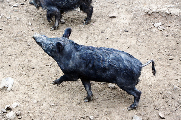 포토 JPG 해외이미지 동물 야생동물 포유류 발 자연 산 사람없음 달리기 갈색 검은색 흙 돼지 황무지 숲 코 꼬리 오르기 귀 먼지 단계 멧돼지 동물상 땅바닥 해외202004 해외포토 컬러 모션 바닥 신체부위 조형물 생태계 파일형식 이미지허브