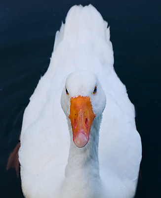 포토 JPG 해외이미지 동물 공원 호수 야생동물 이동 캐나다 가족 자연 조류 하늘 새로움 오리 사람없음 야외 초록색 물 파란색 반려동물 농장 노란색 검은색 봄 흰색 아기 신생아 연못 달콤 큼 깃털 부리 백조 목 거위 해외202004 해외포토 자연요소 계절 공공시설 컬러 컨셉 북아메리카 농업 관계 사람 신체부위 맛 크기 생태계 파일형식 이미지허브