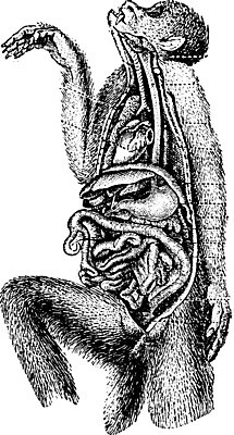 EPS 해외이미지 동물 과학 일러스트 해부 미술 검은색 수확 골동품 흰색 하트 신장 흉부 그림 생물학 간 연료 판화 동맥 방광 췌장 동물상 옛날 지라 해외202004 해외일러스트 모양 교육 컬러 농업 의학 문화예술 조형물 장기_의학 비뇨기관 호흡기관 혈관 파일형식 벡터 이미지허브