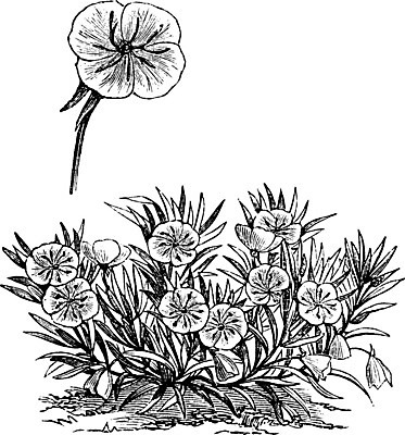 EPS 해외이미지 식물 계절 꽃잎 꽃 백그라운드 잎 일러스트 자연 미술 검은색 봄 수확 골동품 성장 벚꽃 흰색 신선 개화 저녁 그림 향기 판화 내추럴 고립 옛날 프리뮬러 해외202004 해외일러스트 컬러 농업 문화예술 밤 야간 생태계 냄새 파일형식 벡터 이미지허브