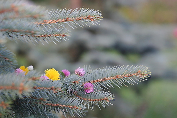 포토 JPG 해외이미지 꽃 자연 사람없음 나뭇가지 닫기 클로버 민들레 전나무 해외202004 해외포토 나무 식물 모션 생태계 파일형식 이미지허브