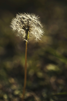 포토 JPG 해외이미지 식물 1 디자인 계절 꽃 실루엣 백그라운드 꽃무늬 밭 일러스트 자연 바람 미술 씨앗 사람없음 야외 초록색 빛 햇빛 태양 노란색 일몰 봄 흰색 민들레 설정 내추럴 해외202004 해외포토 자연요소 컬러 무늬 농업 날씨 문화예술 촬영기법 노을 생태계 파일형식 이미지허브