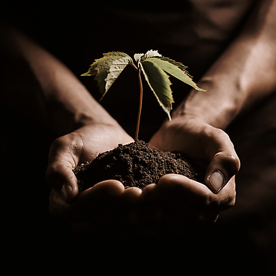 포토 JPG 해외이미지 주간 손 들기 야외 신체부위 새싹 흙 해외202004 해외포토 자연요소 식물 모션 사람 파일형식 이미지허브