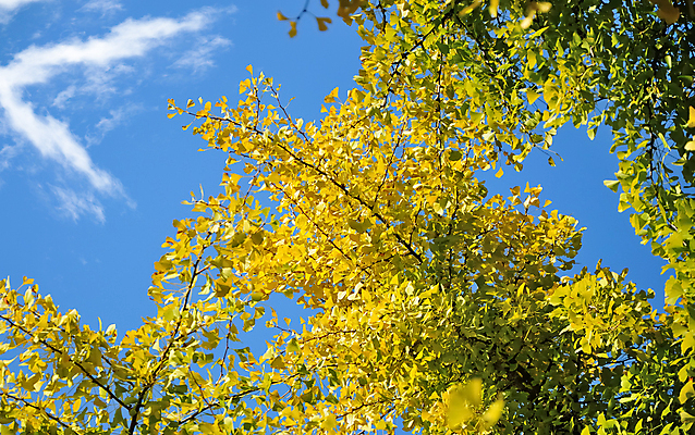 포토 JPG 해외이미지 나무 백그라운드 잎 하늘 사람없음 파란색 노란색 가을 나뭇가지 황금 호주 해외202004 해외포토 식물 계절 컬러 오세아니아 파일형식 이미지허브