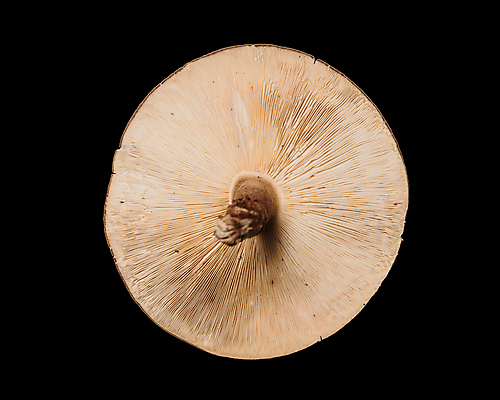 포토 JPG 해외이미지 1 음식 백그라운드 농업 다이어트 채소 재료 실내 건강 요리 사람없음 버섯 침묵 수확 흰색 신선 오브젝트 날것 정사각형 내추럴 곰팡이 식용 포상금 해외202004 해외포토 도형 산업 컬러 돈 내부 소리 파일형식 이미지허브