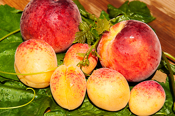 포토 JPG 해외이미지 음식 잎 농업 다이어트 오렌지 자연 디저트 건강 사람없음 빨간색 초록색 여름 컬러풀 노란색 정원 식사 수확 나뭇가지 신선 달콤 맛 먹기 유기농 날것 복숭아 내추럴 살구 숙성 채식주의자 해외202004 해외포토 나무 식물 웰빙 계절 산업 컬러 컨셉 과일 모션 생태계 채식 파일형식 이미지허브