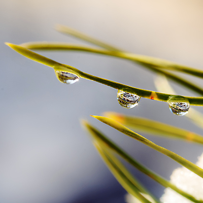 포토 JPG 해외이미지 식물 야생동물 백그라운드 잎 자연 사람없음 초록색 여름 환경 정원 물방울 신선 이슬 내추럴 해외202004 해외포토 동물 계절 컬러 생태계 파일형식 이미지허브