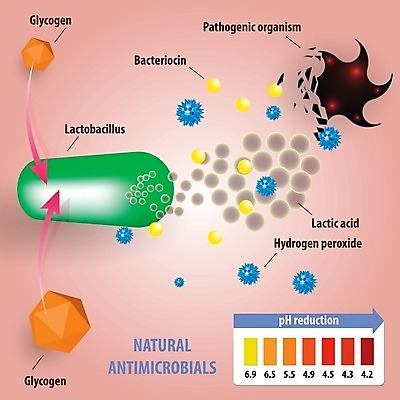 EPS 해외이미지 여자 일러스트 생물 건강 현미경 생태계 생물학 발효 미생물 박테리아 내추럴 신맛 해외202004 해외일러스트 교육 의학 실험기구 사람 맛 파일형식 벡터 이미지허브