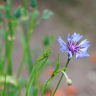 포토 JPG 해외이미지 식물 꽃잎 꽃 잎 자연 사람없음 파란색 정원 멸종 수레국화 해외202004 해외포토 컬러 생태계 파일형식 이미지허브