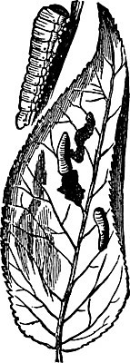 EPS 해외이미지 일러스트 종류 수확 L 민달팽이 해외202004 해외일러스트 알파벳 농업 파일형식 벡터 달팽이_동물 이미지허브