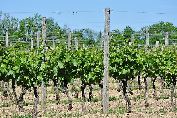 포토 JPG 해외이미지 음료 음식 농업 과일 포도 사람없음 농장 와인 포도밭 양조장 해외202004 해외포토 산업 밭 주류 파일형식 이미지허브