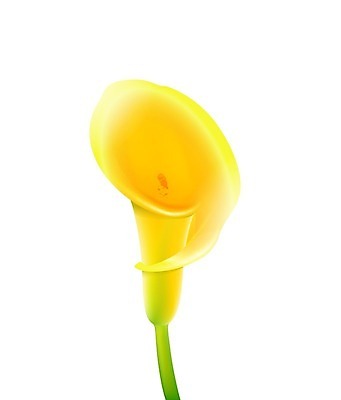 EPS 해외이미지 식물 디자인 계절 꽃잎 꽃 선 바다 줄기 결혼 백그라운드 꽃무늬 일러스트 텍스트 자연 휴가 미술 세로 초록색 여름 빛 갈색 노란색 정원 봄 활발 흰색 인사 신용카드 생일 우아함 백합 스케치 복고 구성 엘리먼트 칼라꽃 파스텔톤 스타일 해외202004 해외일러스트 기념일 컬러 컨셉 무늬 문화예술 이벤트 금융 예절 생태계 파일형식 벡터 이미지허브