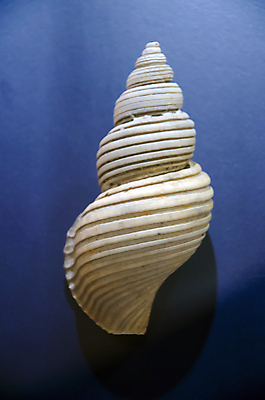 포토 JPG 해외이미지 동물 전통 디자인 옷 별 음식 모래 파도 바다 백그라운드 컨셉 패턴 바지 자연 표면 휴가 조개 불가사리 파노라마 종류 미술 사람없음 야외 장식 물 파란색 컬러풀 유행 환경 어둠 여러개 껍질 흰색 직물 도시 면 혼합 남색 수집 묘사 질감 땀 캔버스 가리비 섬유 내추럴 그런지 옛날 스타일 많음 해외202004 해외포토 자연요소 컬러 다수 무늬 하의 문화예술 어패류 극피동물 촬영기법 생태계 파일형식 이미지허브