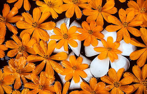 포토 JPG 해외이미지 식물 1 꽃잎 꽃 백그라운드 꽃무늬 오렌지 자연 사람없음 물 벚꽃 흰색 떨어짐 이슬 내추럴 해외202004 해외포토 자연요소 컬러 컨셉 무늬 과일 생태계 파일형식 이미지허브