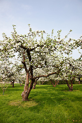 포토 JPG 해외이미지 나무 식물 계절 공원 꽃 백그라운드 잎 꽃무늬 밭 농업 과일 자연 하늘 풍경 사람없음 야외 초록색 파란색 컬러풀 태양 정원 맑음 봄 성장 벚꽃 흰색 나뭇가지 시골 신선 개화 사과 과수원 언덕 내추럴 해외202004 해외포토 자연요소 공공시설 산업 컬러 무늬 날씨 생태계 파일형식 이미지허브