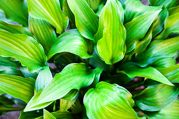 포토 JPG 해외이미지 식물 꽃 줄기 백그라운드 잎 밭 자연 추상 잔디 사람없음 장식 초록색 햇빛 정원 봄 촉촉함 신선 내추럴 해외202004 해외포토 계절 컬러 무늬 농업 태양 젖음 생태계 파일형식 이미지허브