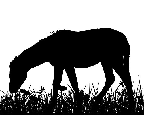 EPS 해외이미지 동물 꽃 실루엣 백그라운드 일러스트 그래픽 검은색 흰색 방목 허브 망아지 찰과상 해외202004 해외일러스트 식물 새끼 컬러 촬영기법 말 축산업 상처 파일형식 벡터 이미지허브