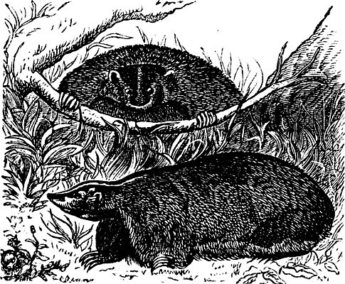 EPS 해외이미지 동물 야생동물 일러스트 포유류 자연 생물 털 동물원 미술 야외 검은색 수확 골동품 흰색 나뭇가지 인쇄 먹이 그림 육식동물 판화 내추럴 동물상 옛날 포식 해외202004 해외일러스트 나무 컬러 농업 문화예술 조형물 생태계 파일형식 벡터 이미지허브