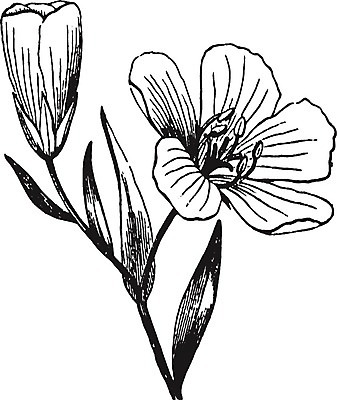 EPS 해외이미지 꽃잎 꽃 선 일러스트 미술 검은색 수확 흰색 그림 판화 창백 아마 해외202004 해외일러스트 식물 컬러 농업 문화예술 파일형식 벡터 이미지허브