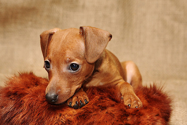 포토 JPG 해외이미지 스튜디오촬영 동물 포유류 실내 사람없음 빨간색 반려동물 갈색 가축 미니어처 개 강아지 작음 만족 송곳니 기르기 미니 유래 해외202004 해외포토 감정 컬러 내부 모형 치아 크기 돌봄 파일형식 이미지허브