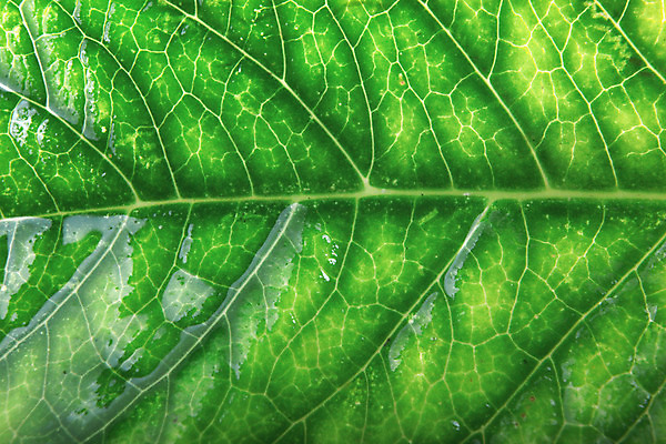 포토 JPG 해외이미지 모양 나무 식물 디자인 계절 백그라운드 잎 패턴 자연 벽지 사람없음 장식 초록색 빛 환경 봄 성장 가을 신선 투명 묘사 유기농 질감 내추럴 생태학 엘리먼트 해외202004 해외포토 웰빙 교육 컬러 무늬 생태계 파일형식 이미지허브