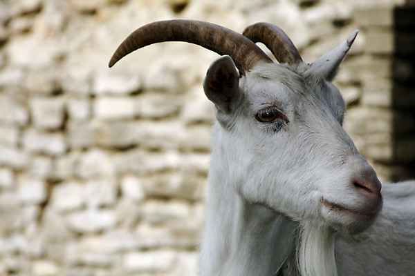 포토 JPG 해외이미지 동물 꽃 포즈 밭 농업 포유류 자연 염소 수염 뿔 사람없음 농장 머리 환경 우유 흰색 소 민들레 모피 먹기 호기심 외양간 동물상 밭일 해외202004 해외포토 식물 감정 산업 컬러 컨셉 모션 유제품 신체부위 조형물 생태계 파일형식 이미지허브