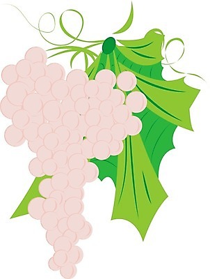 EPS 해외이미지 디자인 계절 산업 음료 음식 백그라운드 잎 농업 과일 일러스트 포도 건강 그래픽 장식 농작물 농장 라벨 와인 정원 주스 수확 성장 가을 흰색 나뭇가지 시골 레드와인 다발 먹기 그림 유기농 포도밭 포도나무 내추럴 고립 밭일 양조장 해외202004 해외일러스트 나무 식물 웰빙 컬러 밭 모션 프레임 주류 과일나무 파일형식 벡터 이미지허브