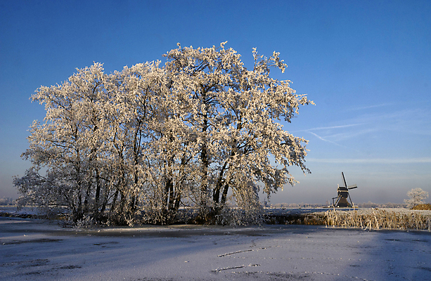 포토 JPG 해외이미지 나무 겨울 사람없음 얼음 풍차 저녁 서리 방앗간 반투명 해외202004 해외포토 자연요소 식물 계절 야간 파일형식 이미지허브