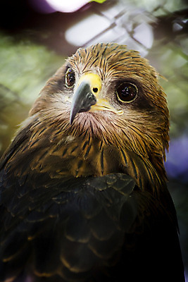 포토 JPG 해외이미지 동물 야생동물 백그라운드 날개 자연 벽지 조류 국립공원 앉기 사람없음 파란색 강 검은색 우아함 보호 인도인 깃털 생태계 생물학 부리 독수리 비전 서식지 계산서 내추럴 단아함 무료 생태학 웅장함 해외202004 해외포토 외국인 공원 교육 컬러 컨셉 모션 동양인 파일형식 이미지허브