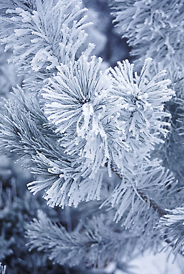 포토 JPG 해외이미지 겨울 사람없음 크리스마스트리 서리 해외202004 해외포토 계절 크리스마스 파일형식 이미지허브