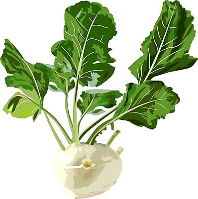 EPS 해외이미지 클립아트 식물 음식 백그라운드 컨셉 잎 농업 다이어트 채소 일러스트 재료 자연 건강 요리 농장 머리 주방 정원 식사 수확 성장 흰색 신선 시장 맛 허브 오브젝트 싱글 유기농 양배추 향 성분 내추럴 고립 바이오 숙성 채식주의자 케일 콜라비 비건 해외202004 해외일러스트 웰빙 산업 컬러 신체부위 생태계 채식 파일형식 벡터 이미지허브