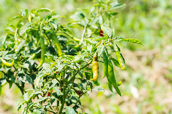 포토 JPG 해외이미지 계절 선 음식 백그라운드 곡선 과일 태국 고추 건강 육류 사람없음 빨간색 초록색 노란색 정원 활발 신선 뜨거움 달콤 맛 향신료 유기농 후추 강렬 꼬투리 할라피뇨 해외202004 해외포토 웰빙 아시아 컬러 컨셉 채소 식재료 향미료 파일형식 이미지허브
