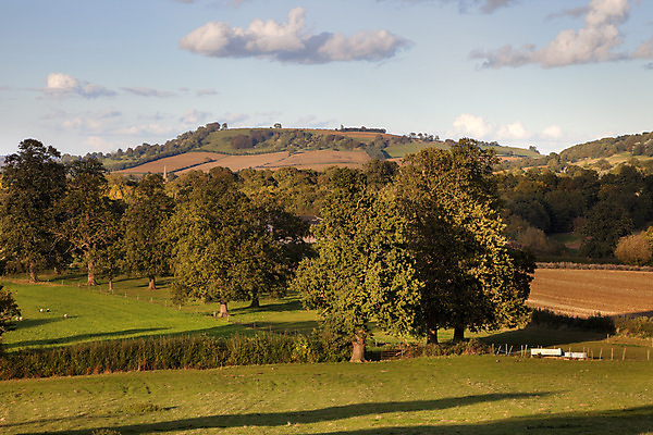 포토 JPG 해외이미지 나무 영어 유럽 영국 잉글랜드 풍경 사람없음 야외 농경지 일몰 시골 양 언덕 수평선 해외202004 해외포토 식물 문자 나라 포유류 농장 노을 파일형식 이미지허브