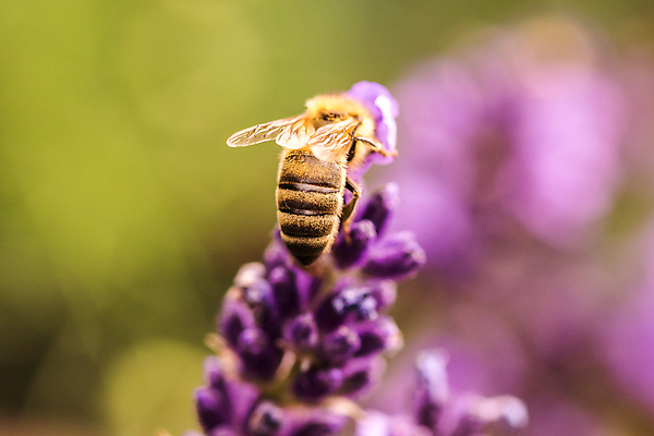포토 JPG 해외이미지 식물 동물 계절 꽃잎 꽃 곤충 백그라운드 컨셉 꽃무늬 밭 자연 사람없음 초록색 파란색 햇빛 태양 약 정원 맑음 보라색 일몰 봄 화장품 프랑스 업무 꿀벌 저녁 수분 허브 제비꽃 향수 묘사 데이지 아로마 꽃가루 꿀 라벤더 찌르기 프로방스 해외202004 해외포토 자연요소 유럽 컬러 무늬 농업 의학 모션 날씨 뷰티 노을 작업 벌_곤충 야간 가루 생태계 파일형식 이미지허브