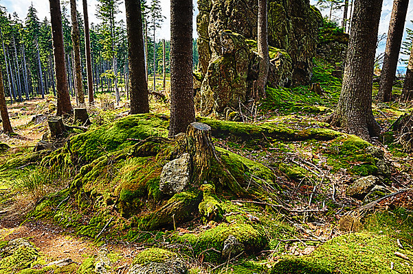 포토 JPG 해외이미지 나무 식물 유럽 낙엽 잎 자연 그림자 이끼 서기 풍경 사람없음 초록색 여름 환경 맑음 봄 다양 성장 가을 나뭇가지 신선 행운 황무지 습지 숲 신비 에코 생태계 마법 서식지 내추럴 깊이 삼림지대 썩음 옛날 가문비나무 해외202004 해외포토 계절 나라 컬러 다수 컨셉 모션 날씨 파일형식 이미지허브
