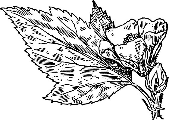 EPS 해외이미지 식물 선 잎 일러스트 미술 검은색 수확 흰색 습지 그림 판화 아욱 해외202004 해외일러스트 컬러 농업 문화예술 파일형식 벡터 이미지허브